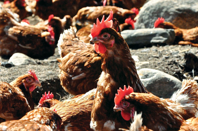 Take a Trip Through Westchester's Working Farms