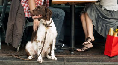 These Dog-Friendly Restaurants in Westchester Are Fun for All - Vimarsana News
